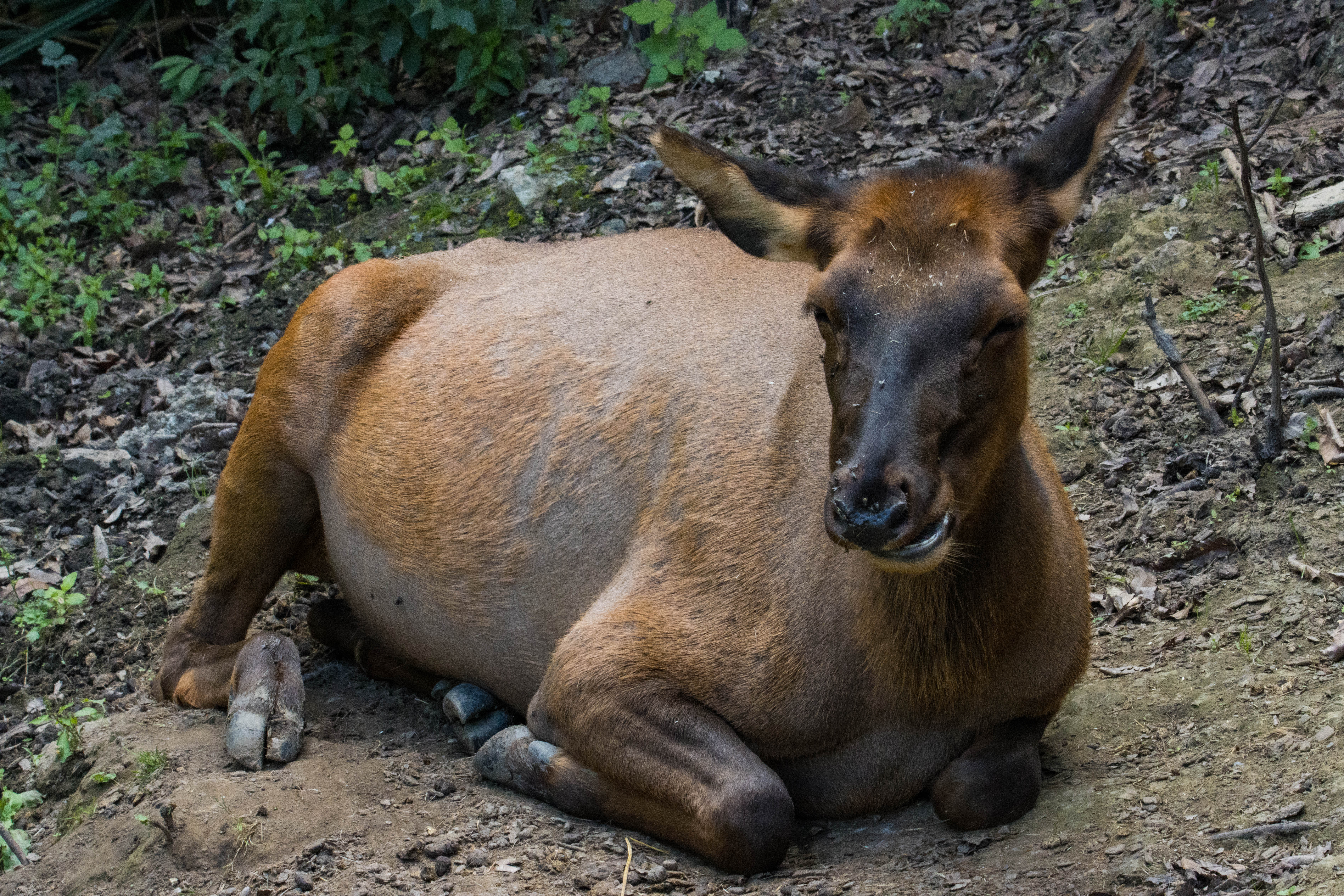 Wapiti des montagnes Rocheuses-IMG_1512.jpg